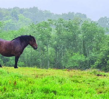 Des retraites spirituelles guidées par les chevaux en liberté.
