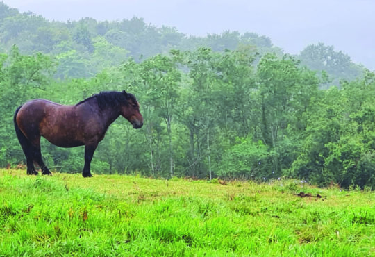 Des retraites spirituelles guidées par les chevaux en liberté.
