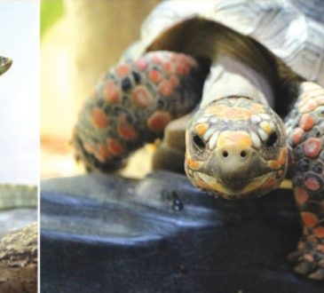 Reptiland - L’aventure qui fait vibrer les enfants