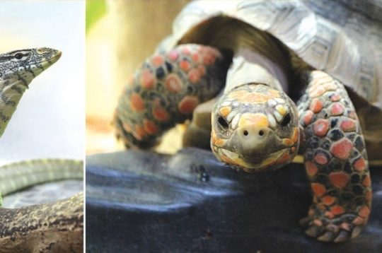 Reptiland - L’aventure qui fait vibrer les enfants
