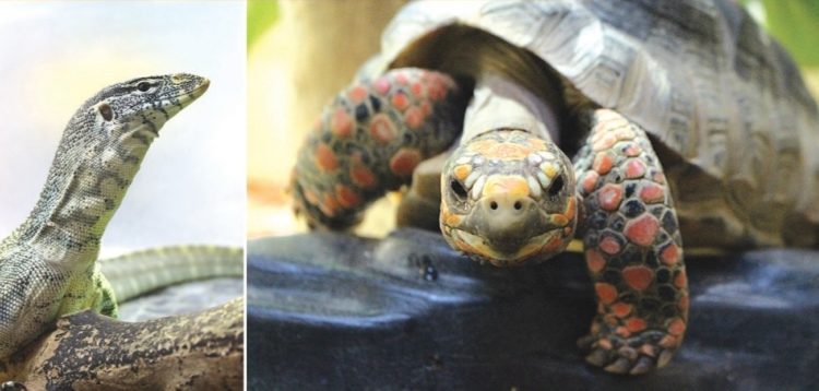Reptiland - L’aventure qui fait vibrer les enfants